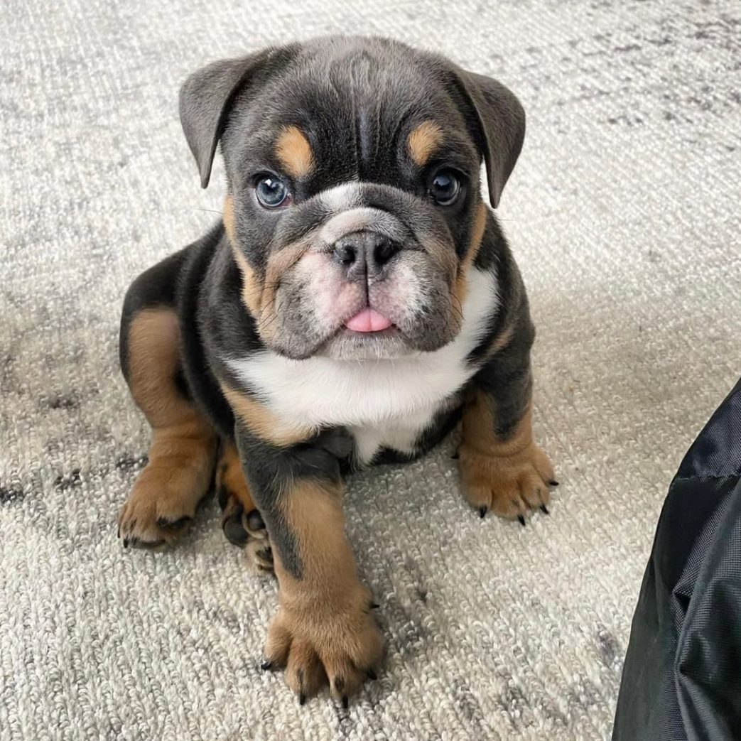 English Bulldog – Franki 11 weeks old Female English Bulldog - Franki 11 weeks old Female