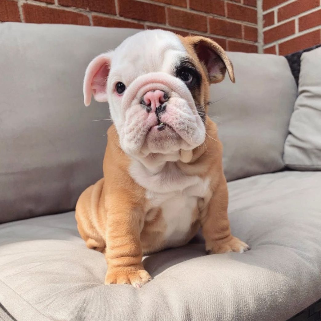 English Bulldog – Tony 11 weeks old Male English Bulldog - Tony 11 weeks old Male