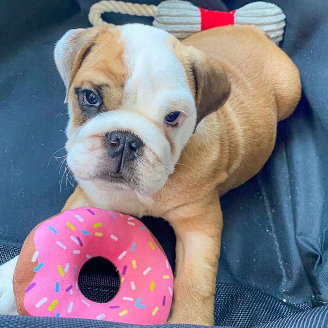 English Bulldog – Tyson 10 weeks old Male English Bulldog - Tyson 10 weeks old Male