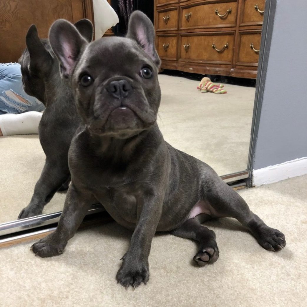 French Bulldog – Baby 11 weeks old Female French Bulldog - Baby 11 weeks old Female