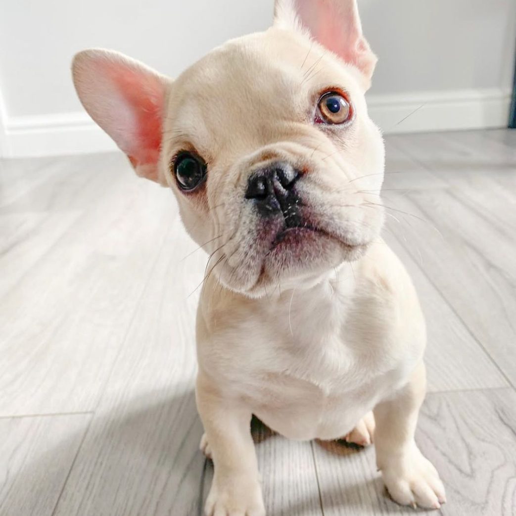 French Bulldog – Boss 11 weeks old Male French Bulldog - Boss 11 weeks old Male