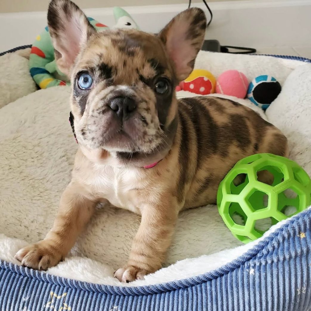 French Bulldog – Denali 11 weeks old Female French Bulldog - Denali 11 weeks old Female