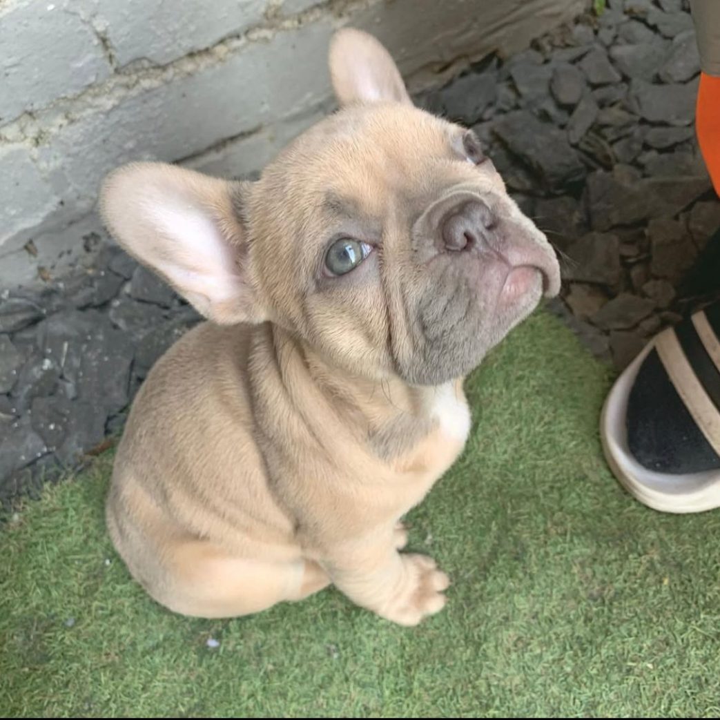 French Bulldog – Dolly 11 weeks old Female French Bulldog - Dolly 11 weeks old Female