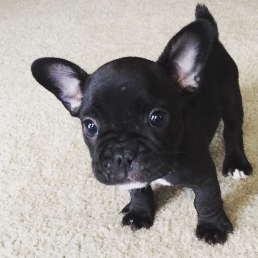 French Bulldog – Dozer 10 weeks old Female French Bulldog - Dozer 10 weeks old Female