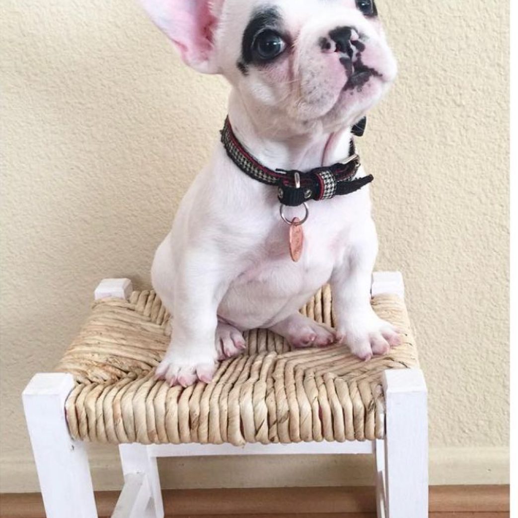 French Bulldog – Fiona 10 weeks old Female French Bulldog - Fiona 10 weeks old Female