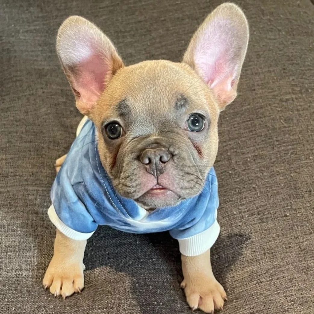 French Bulldog – Hunter 11 weeks old Female French Bulldog - Hunter 11 weeks old Female