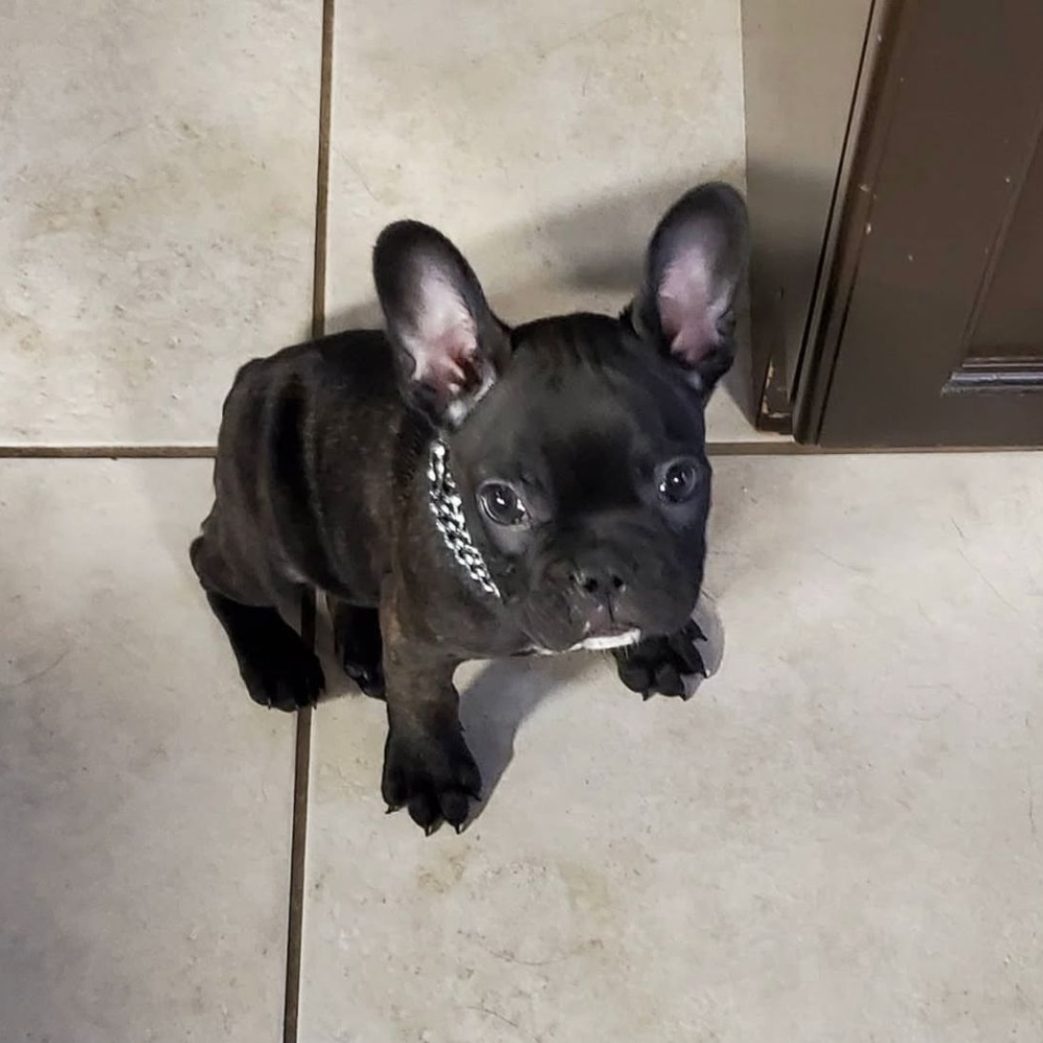 French Bulldog – Jax 10 weeks old Male French Bulldog - Jax 10 weeks old Male