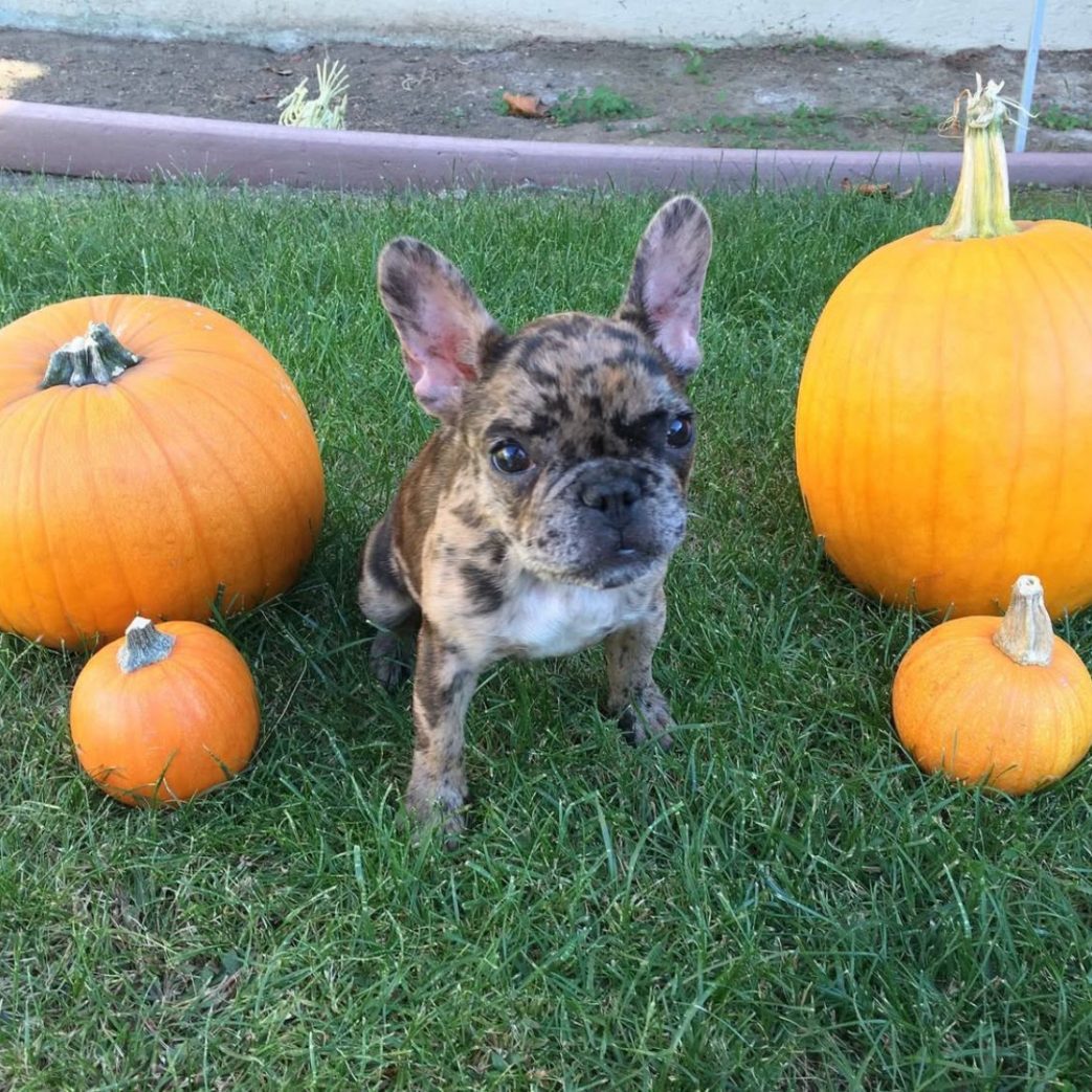 French Bulldog – Kala 11 weeks old Female French Bulldog - Kala 11 weeks old Female