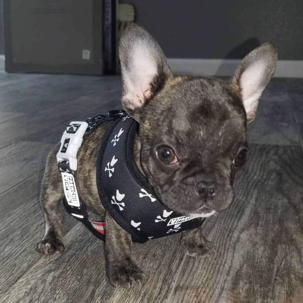 French Bulldog – Lincoln 10 weeks old Male French Bulldog - Lincoln 10 weeks old Male