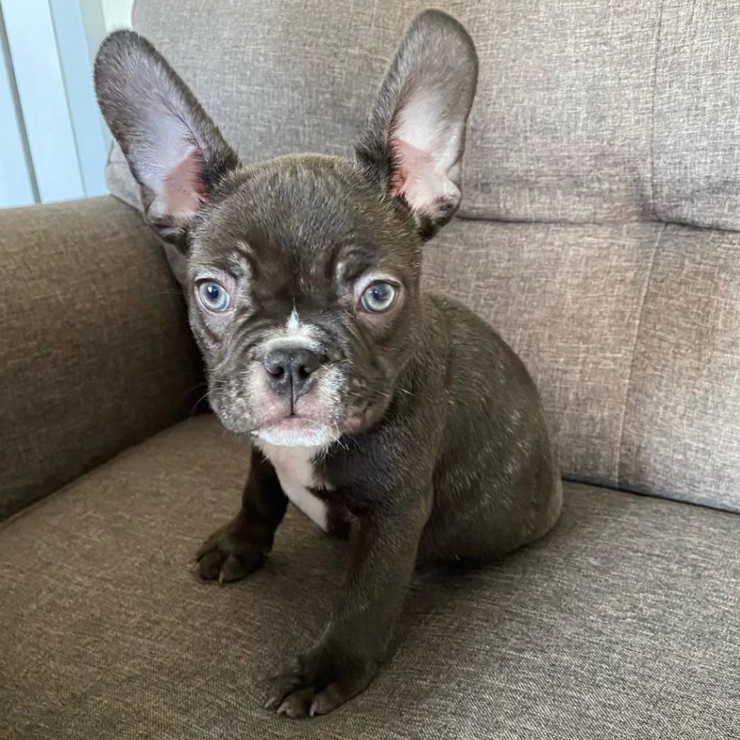French Bulldog – Milo 10 weeks old Female French Bulldog - Milo 10 weeks old Female