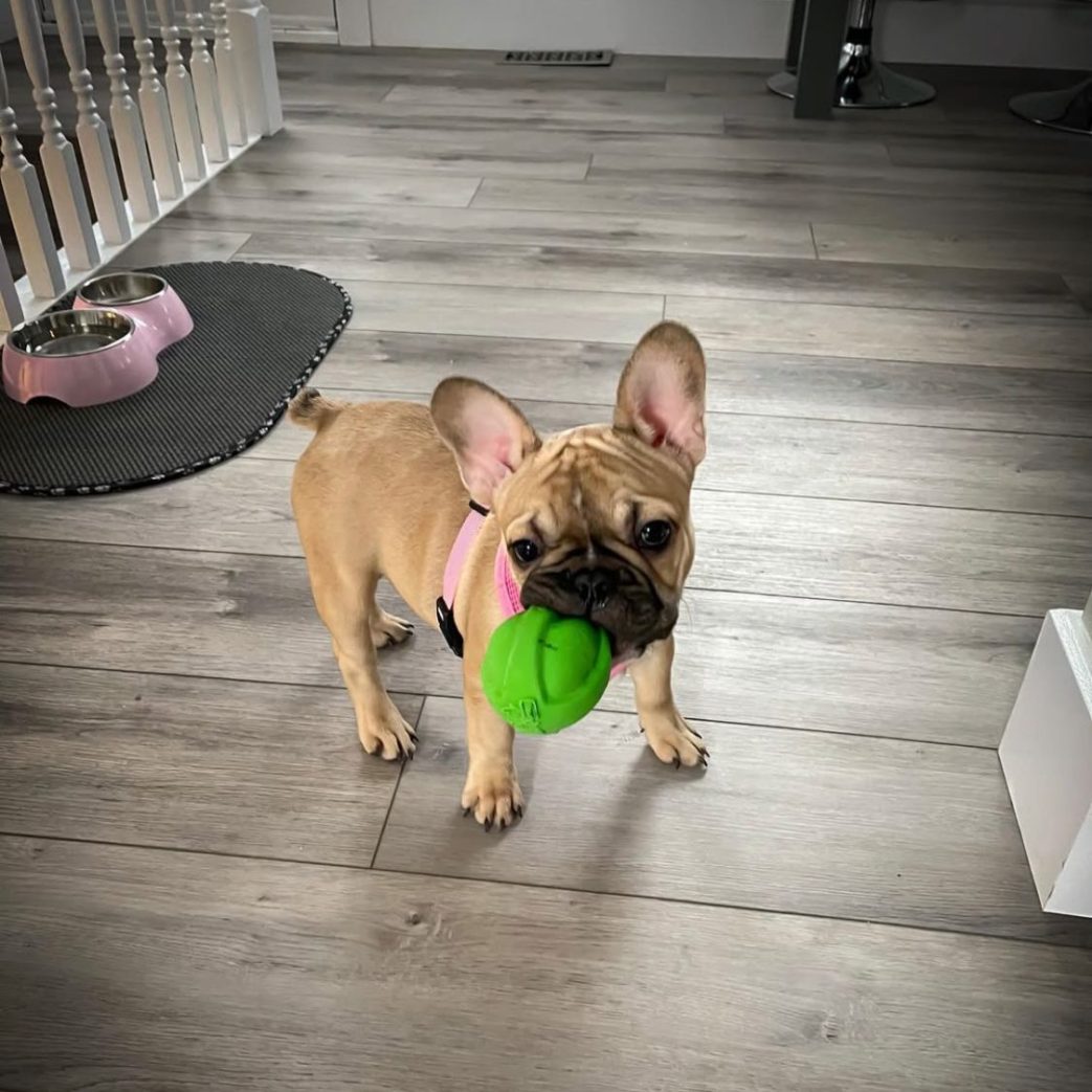 French Bulldog – Nola 11 weeks old Female French Bulldog - Nola 11 weeks old Female