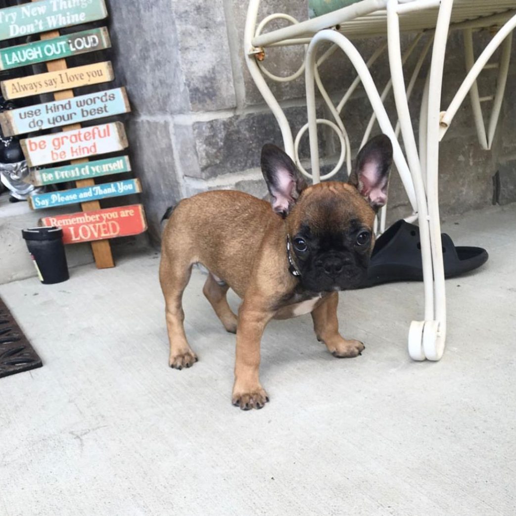 French Bulldog – Stitch 10 weeks old Male French Bulldog - Stitch 10 weeks old Male