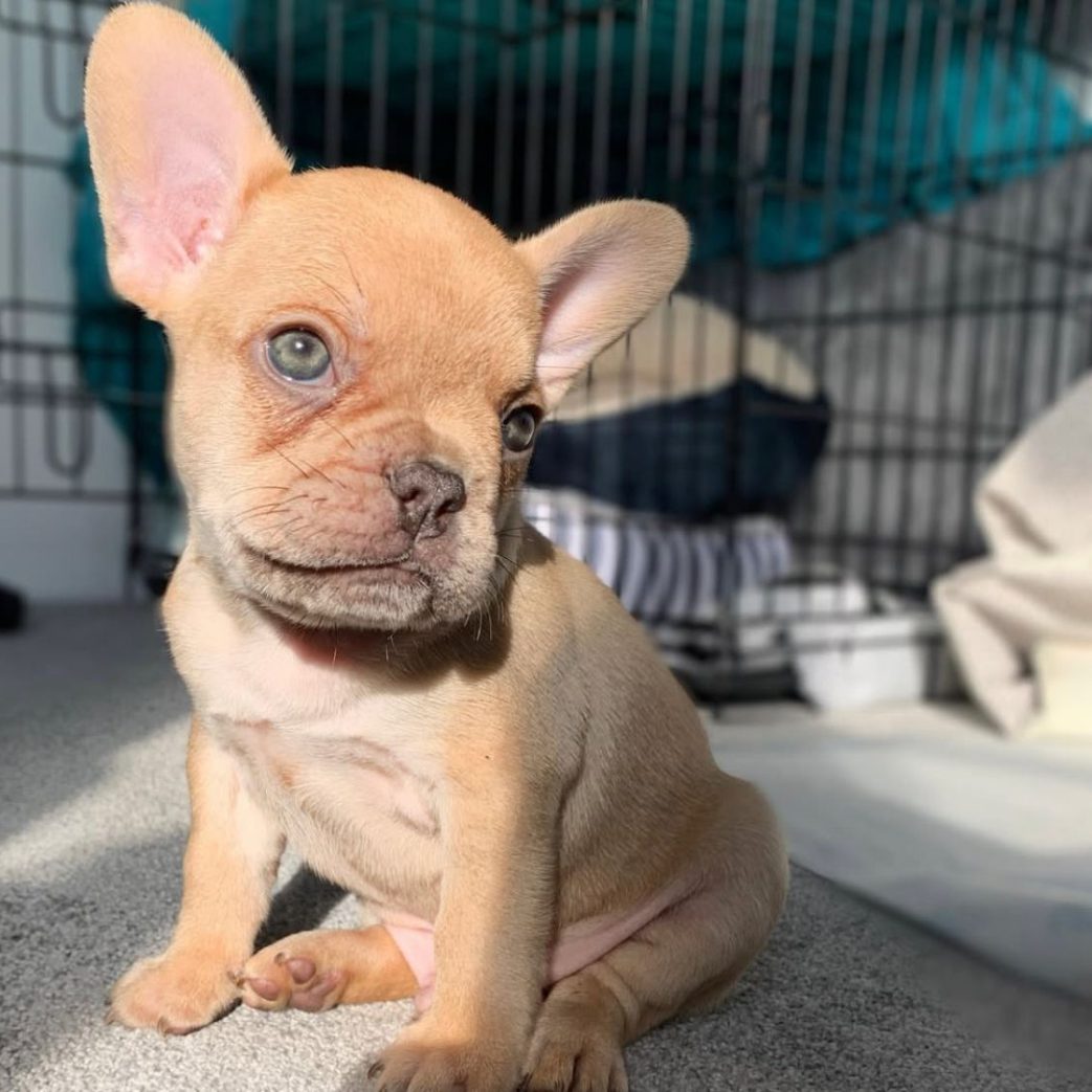 French Bulldog – Teddy 10 weeks old Female French Bulldog - Teddy 10 weeks old Female