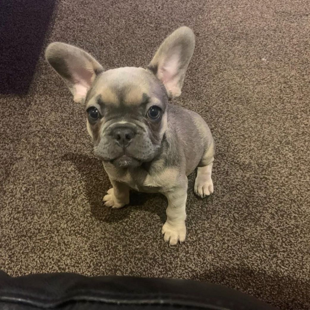 French Bulldog – Xena 10 weeks old Female French Bulldog - Xena 10 weeks old Female