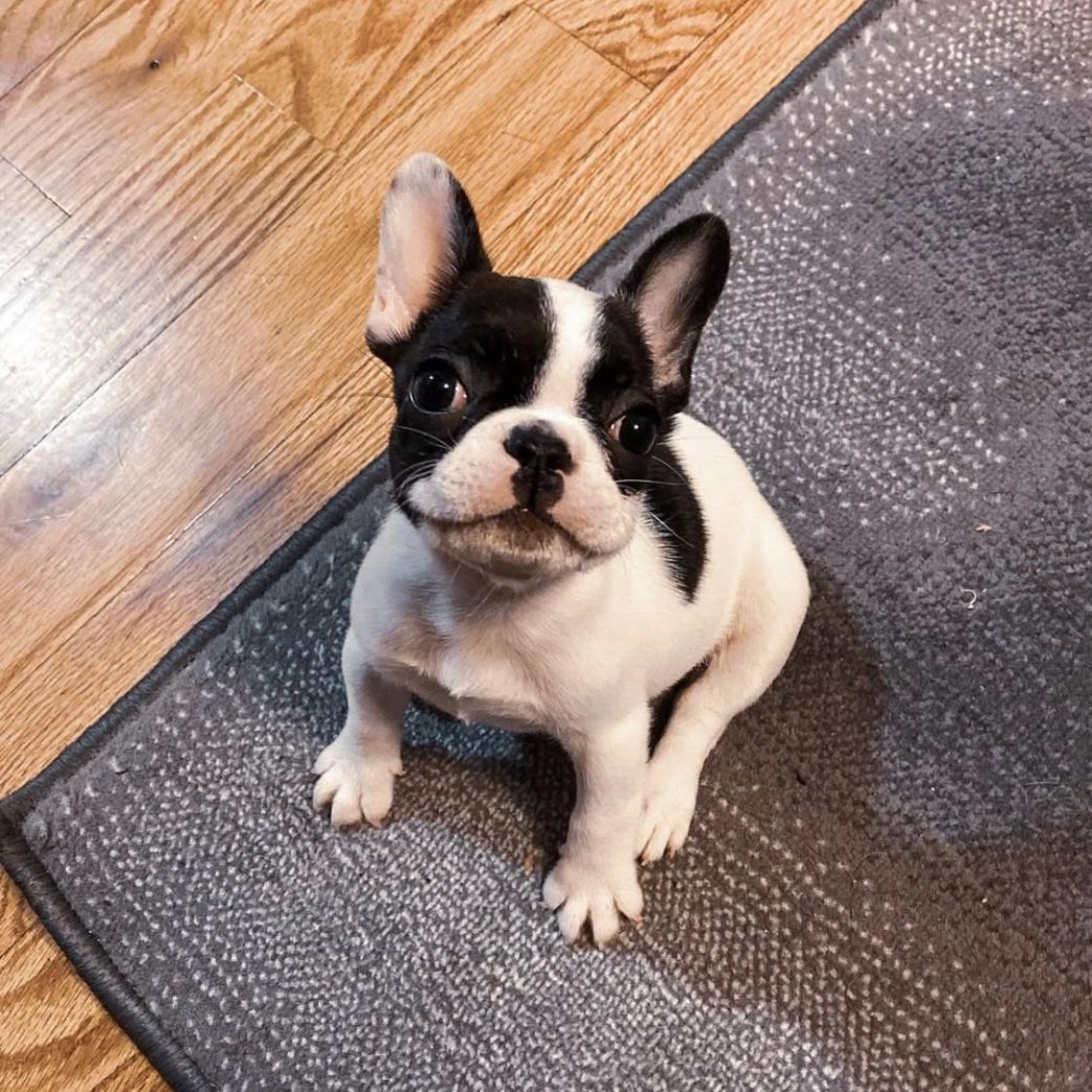 French Bulldog – Zoey 10 weeks old Female French Bulldog - Zoey 10 weeks old Female