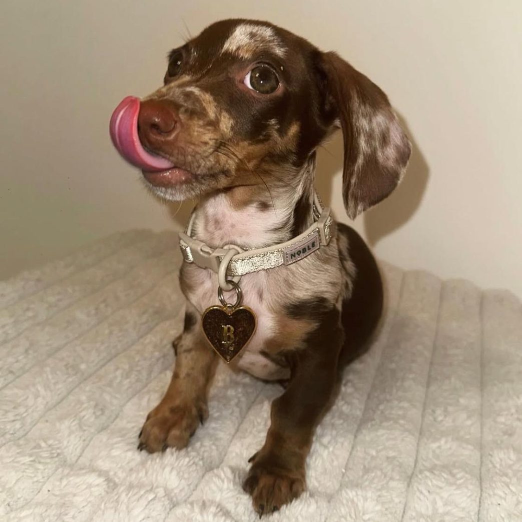 Mini Dachshund – Bruno 11 weeks old Male Mini Dachshund - Bruno 11 weeks old Male