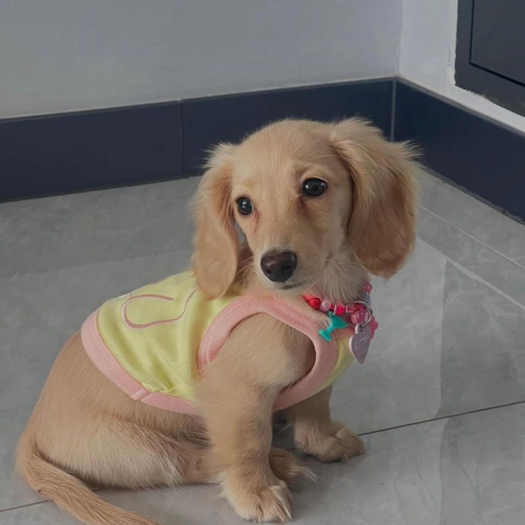 Mini Dachshund – Butter 11 weeks old Female Mini Dachshund - Butter 11 weeks old Female