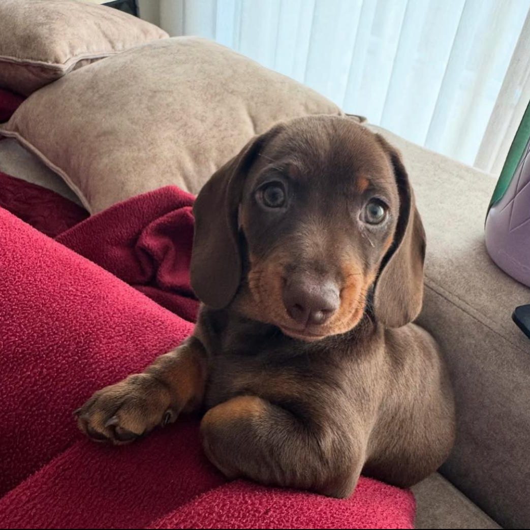 Mini Dachshund – Lola Mini Dachshund - Lola