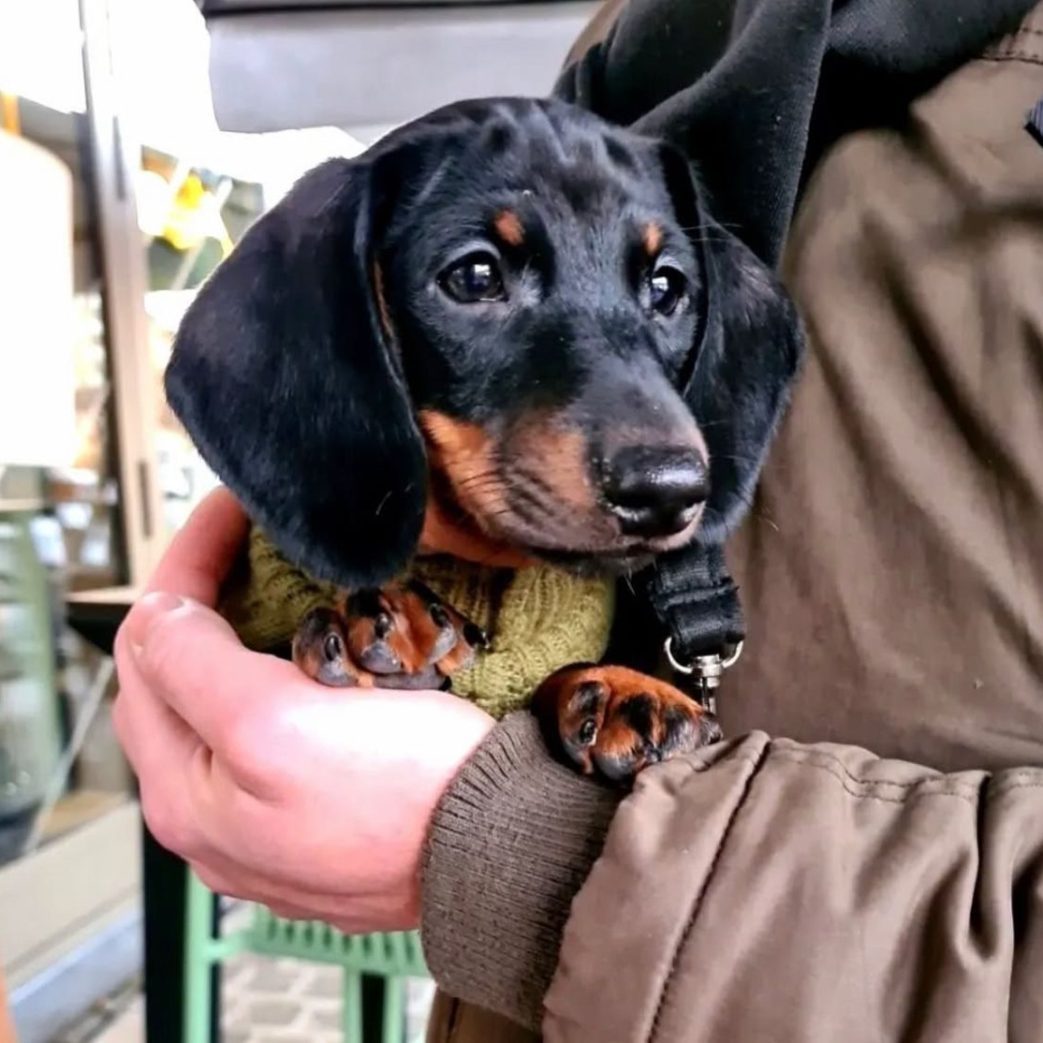 Mini Dachshund – Marcel 11 weeks old Male Mini Dachshund - Marcel 11 weeks old Male