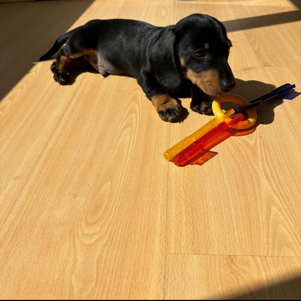 Mini Dachshund – Rolo 11 weeks old Male Mini Dachshund - Rolo 11 weeks old Male