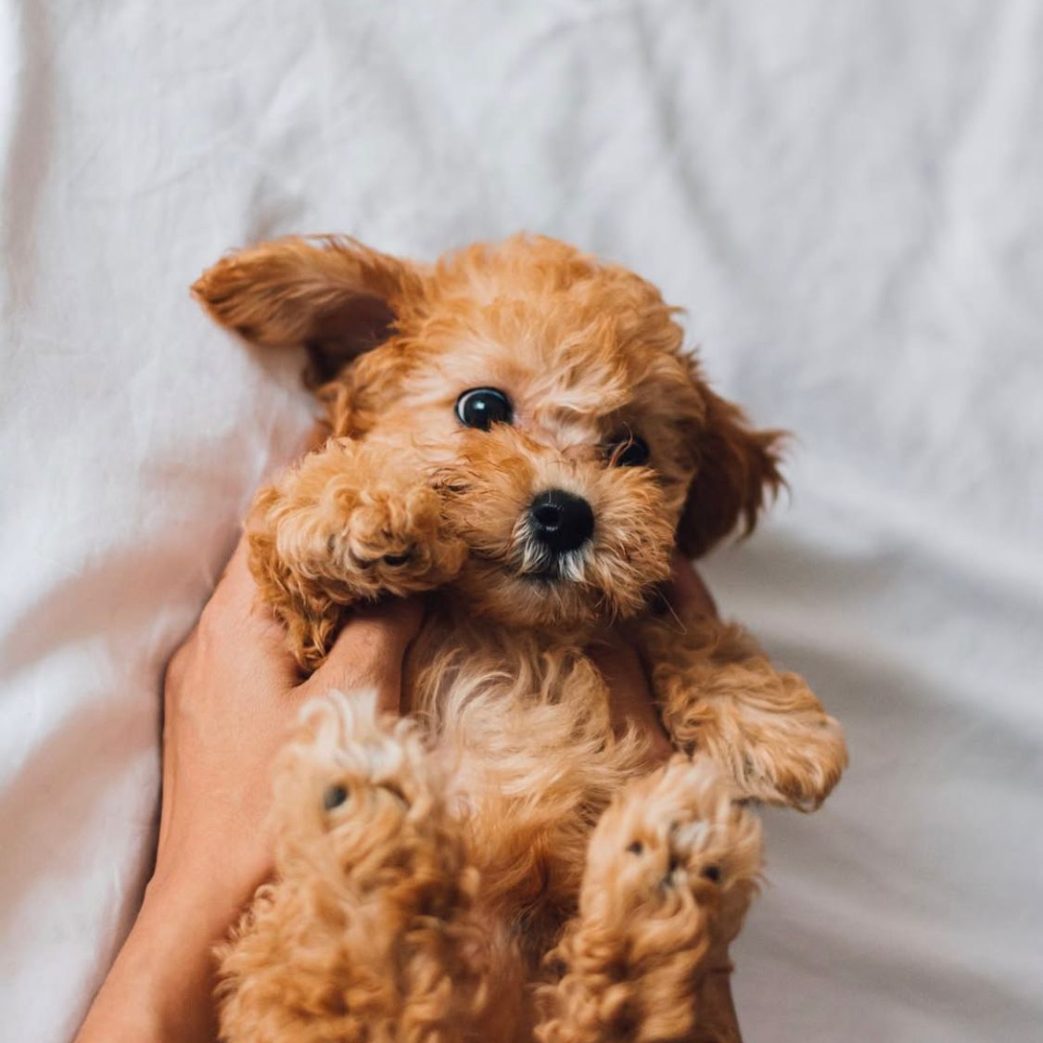 Poodle – Ginto 10 weeks old Male Poodle - Ginto 10 weeks old Male