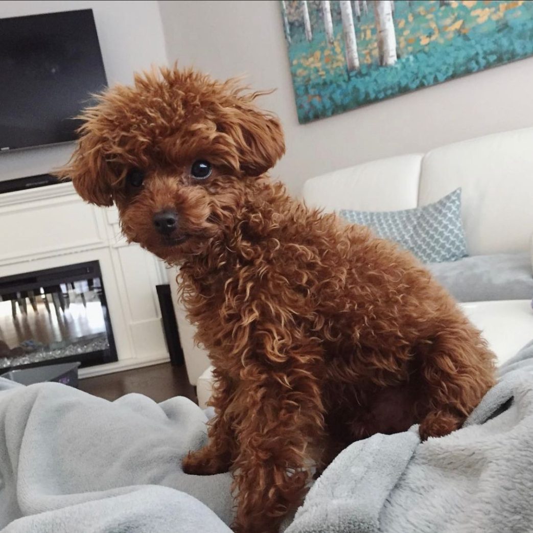 Poodle – Misiu 10 weeks old Male Poodle - Misiu 10 weeks old Male