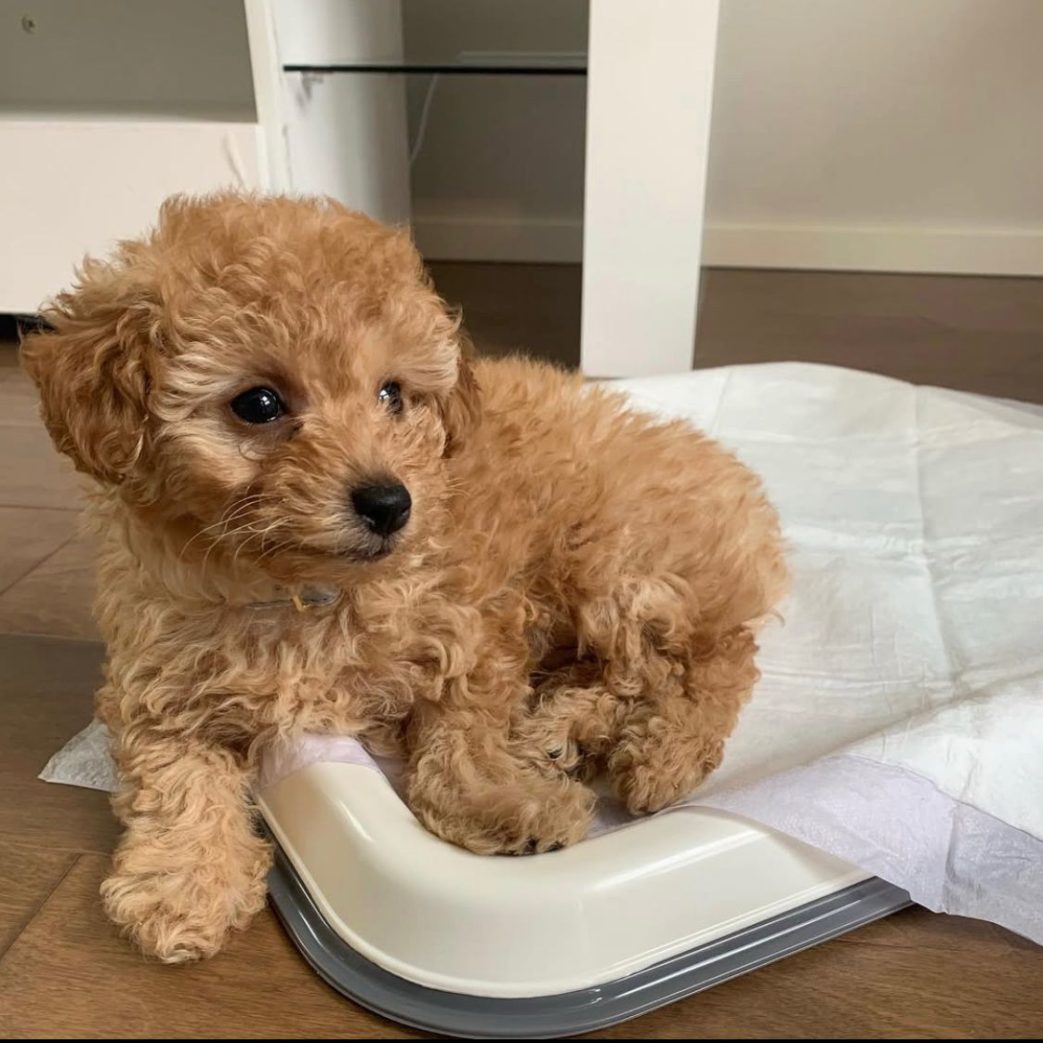 Poodle – Peanut 10 weeks old Female Poodle - Peanut 10 weeks old Female